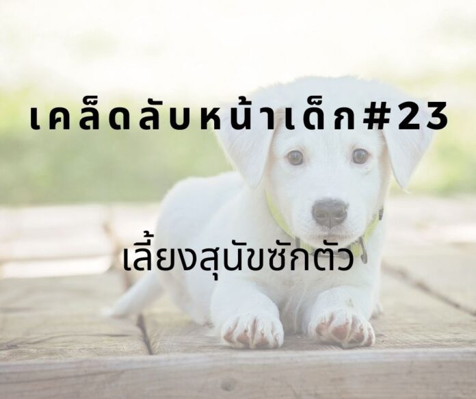 หน้าเด็กด้วยการเลี้ยงสุนัข