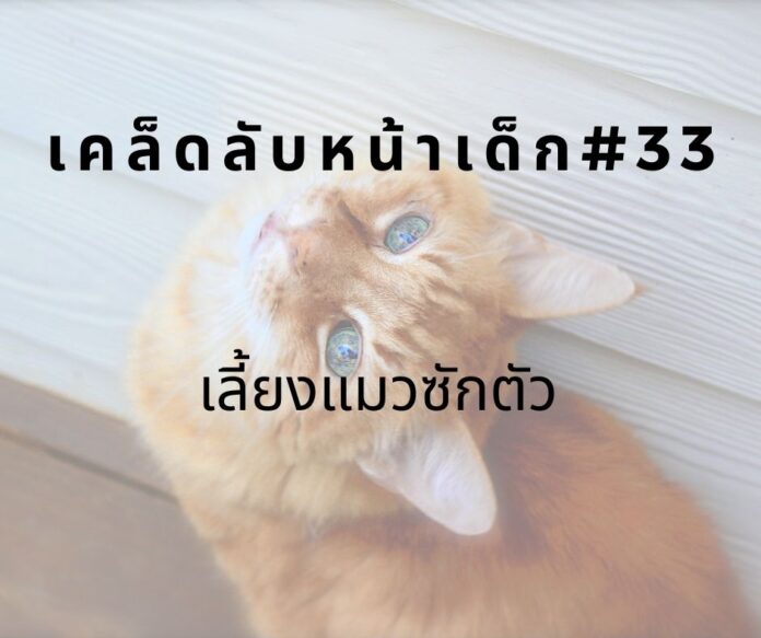 หน้าเด็กด้วยการเลี้ยงแมว